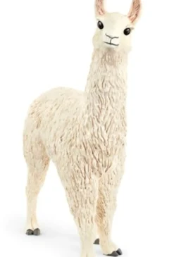 Lama